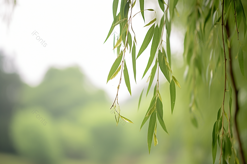 公园的小河边上春天的垂柳,高清,摄影图,摄影图片,图片大全,摄影图免费下载